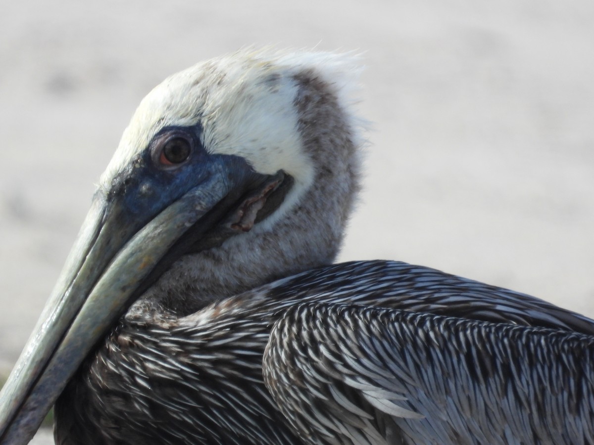 pelikán hnědý - ML358613741