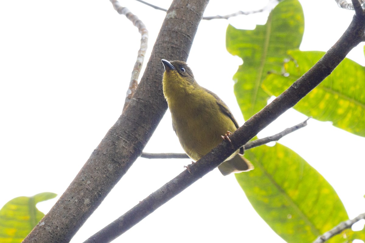 Olive-green Tanager - Gabriel Rodrigues