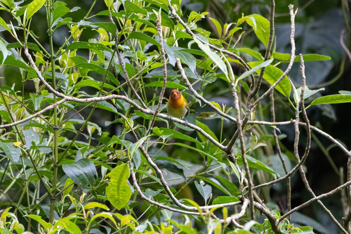Rufous-headed Tanager - Gabriel Rodrigues