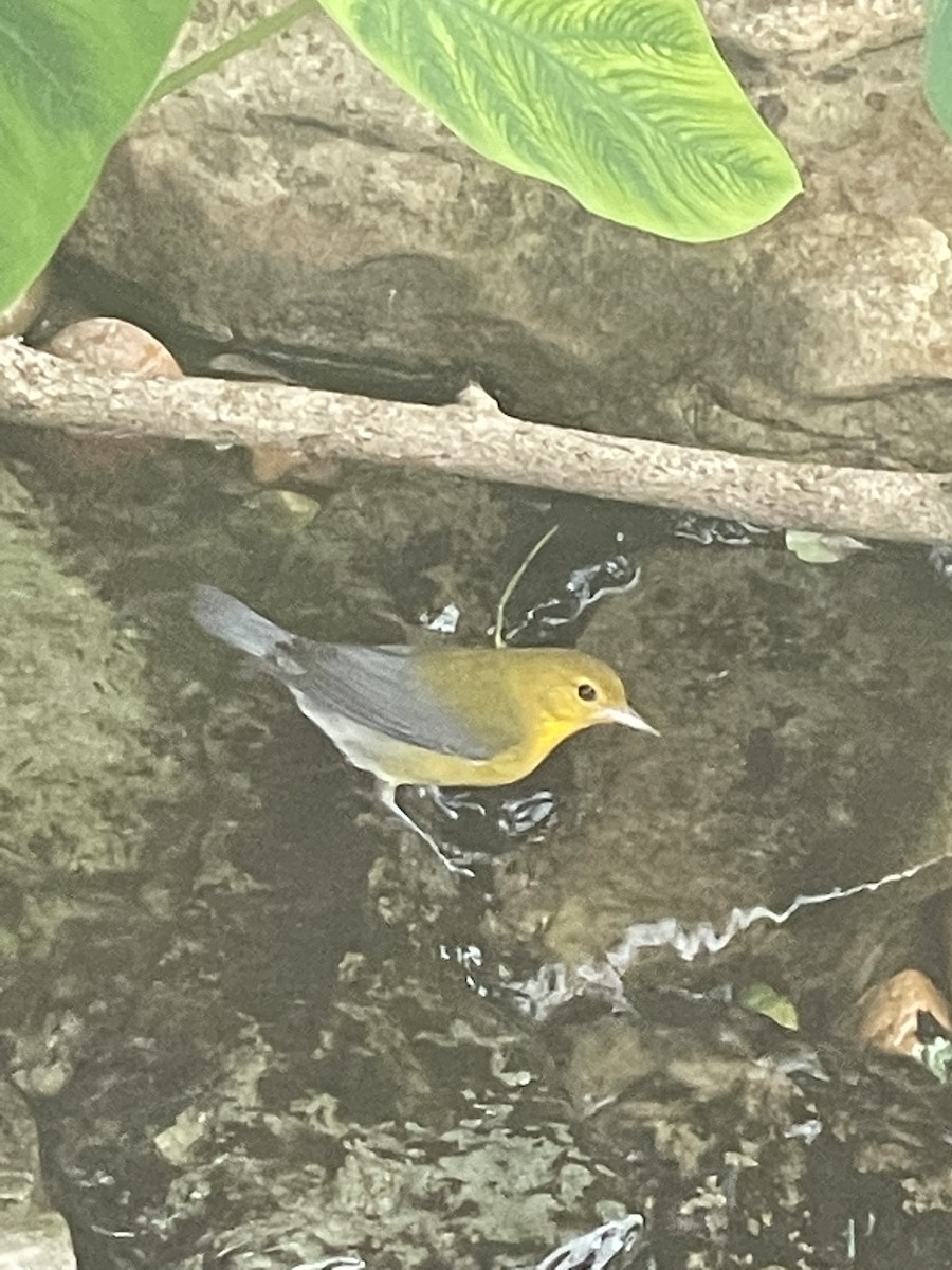 Prothonotary Warbler - ML358616991