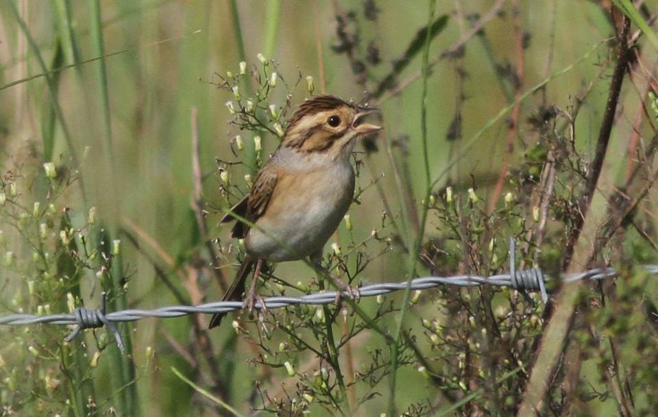 Clay-colored Sparrow - ML35861711