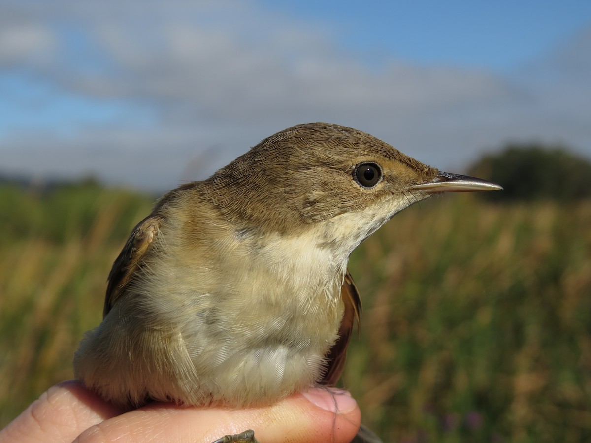 Common Reed Warbler (African) - ML35861731