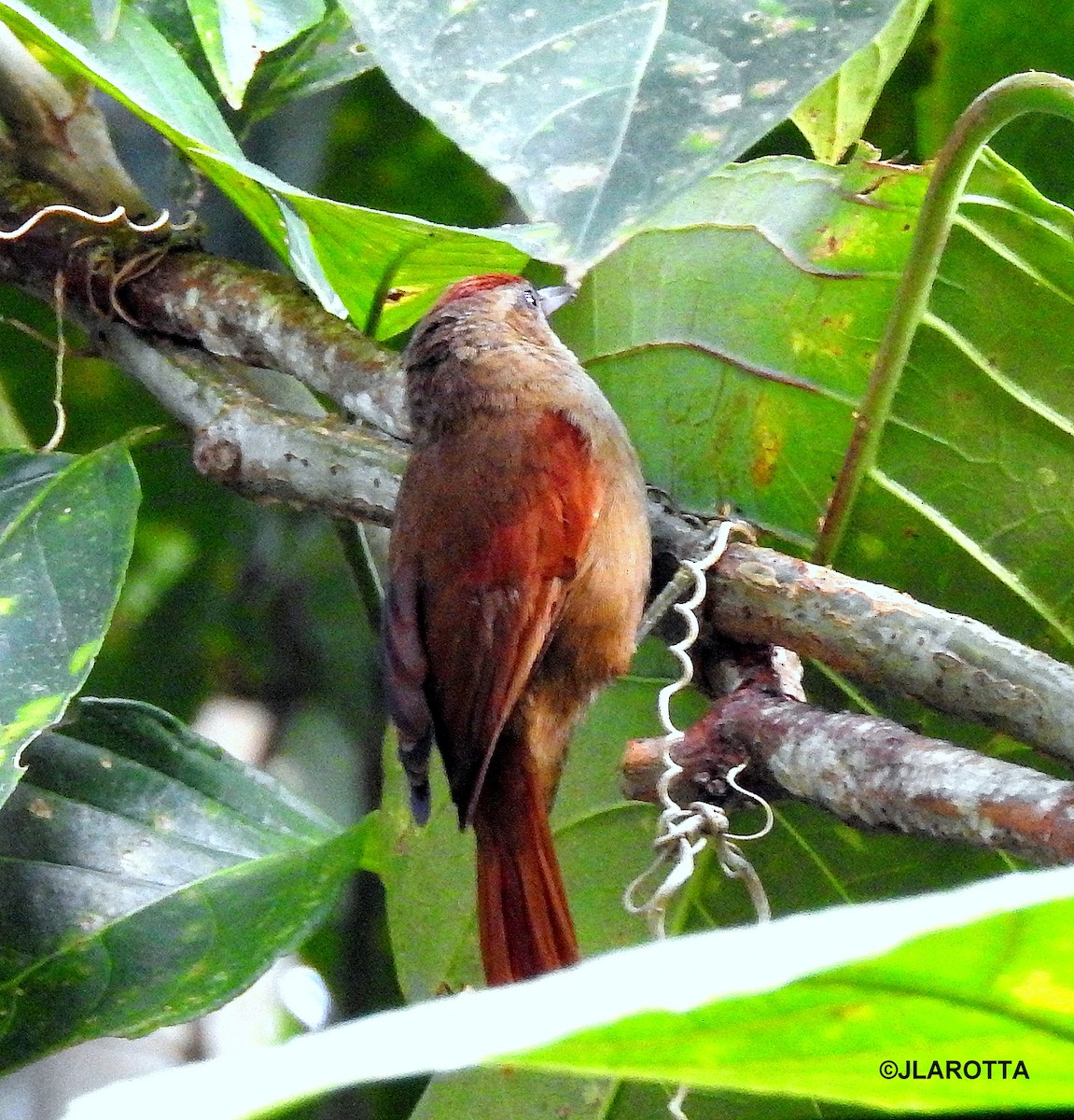 Ash-browed Spinetail - ML358617871