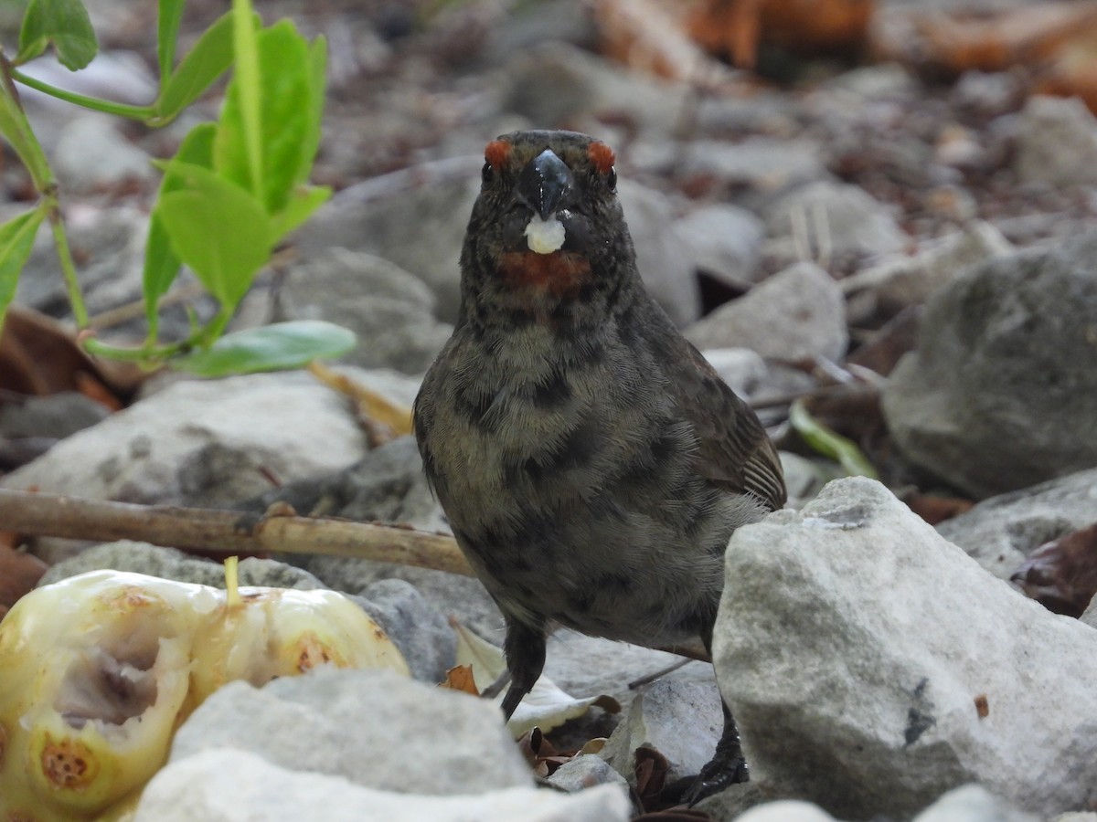Greater Antillean Bullfinch - ML358619421