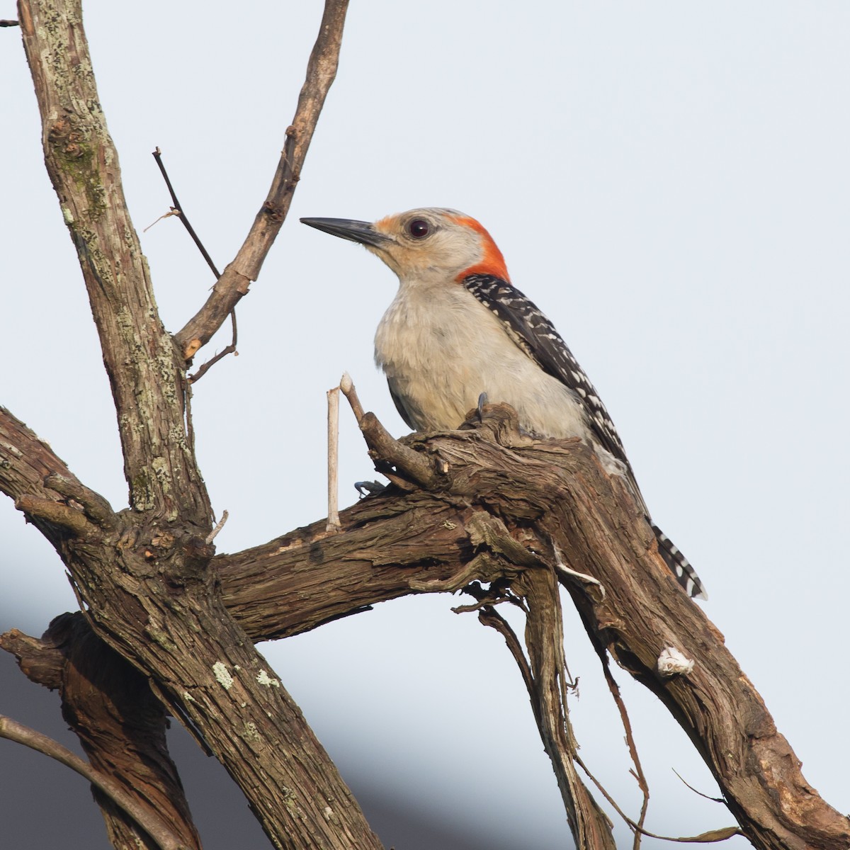Red-bellied Woodpecker - ML358622621