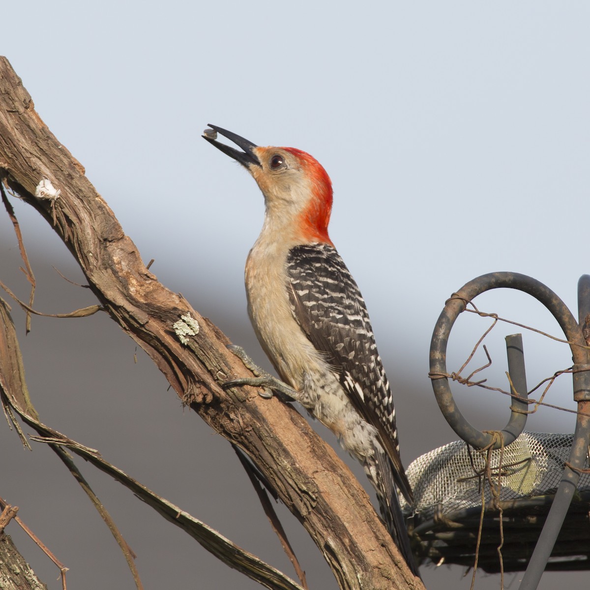 Red-bellied Woodpecker - ML358622701