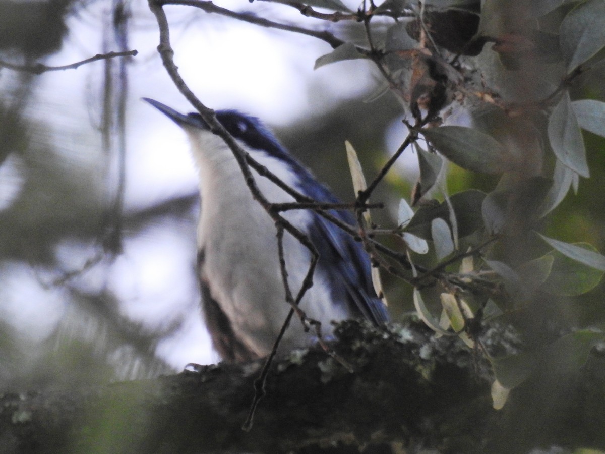 Blue-and-white Mockingbird - Francisco Dubón