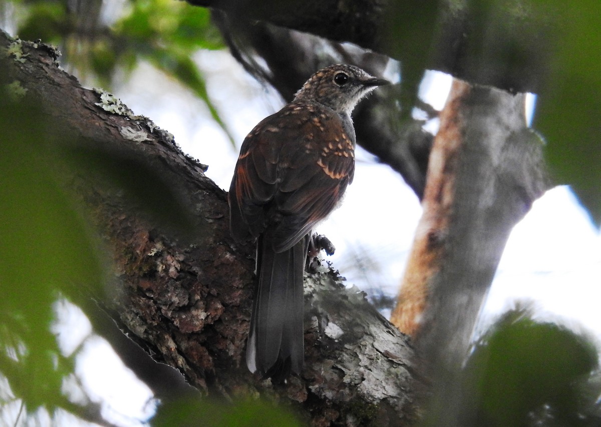 Brown-backed Solitaire - Francisco Dubón