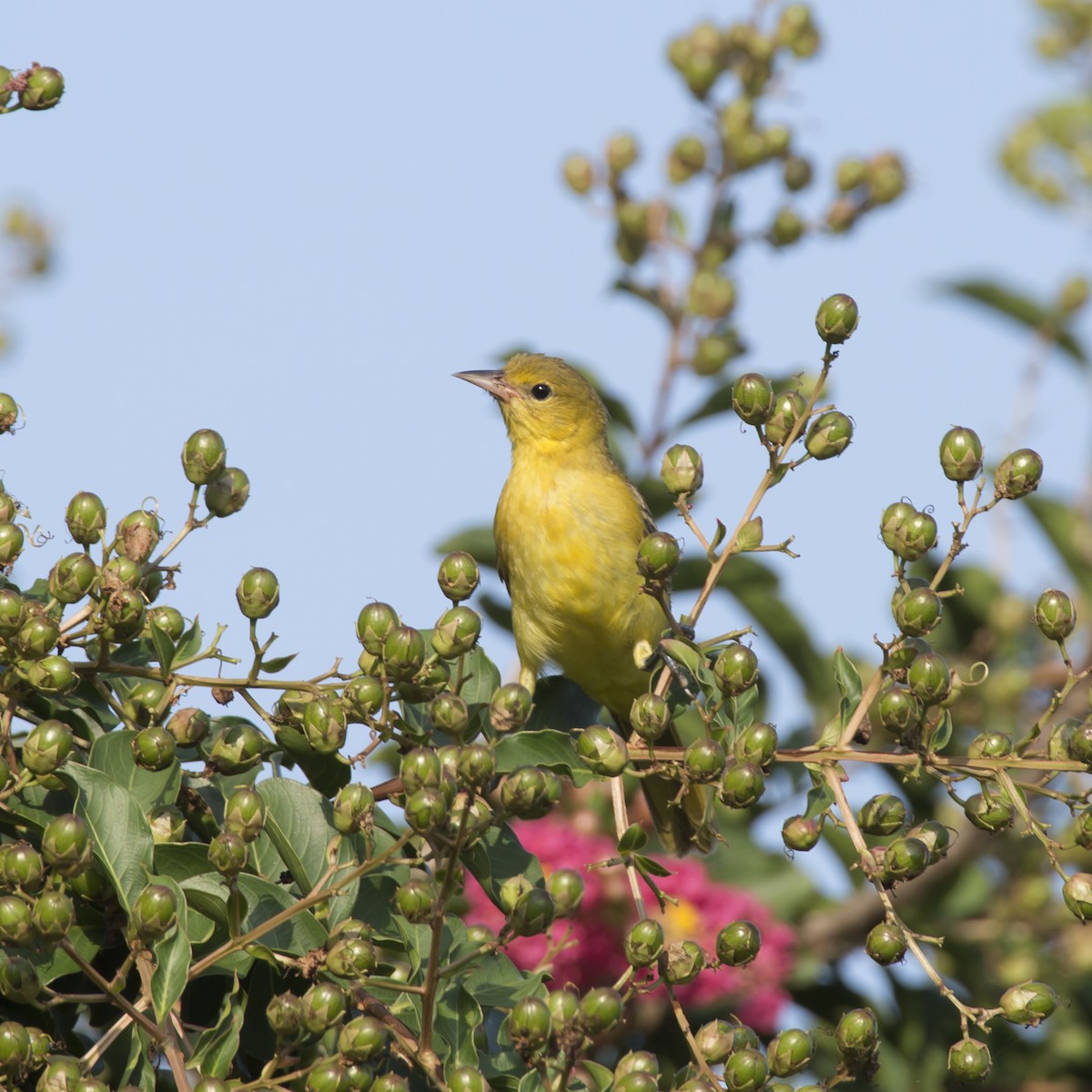 Orchard Oriole - ML358623691