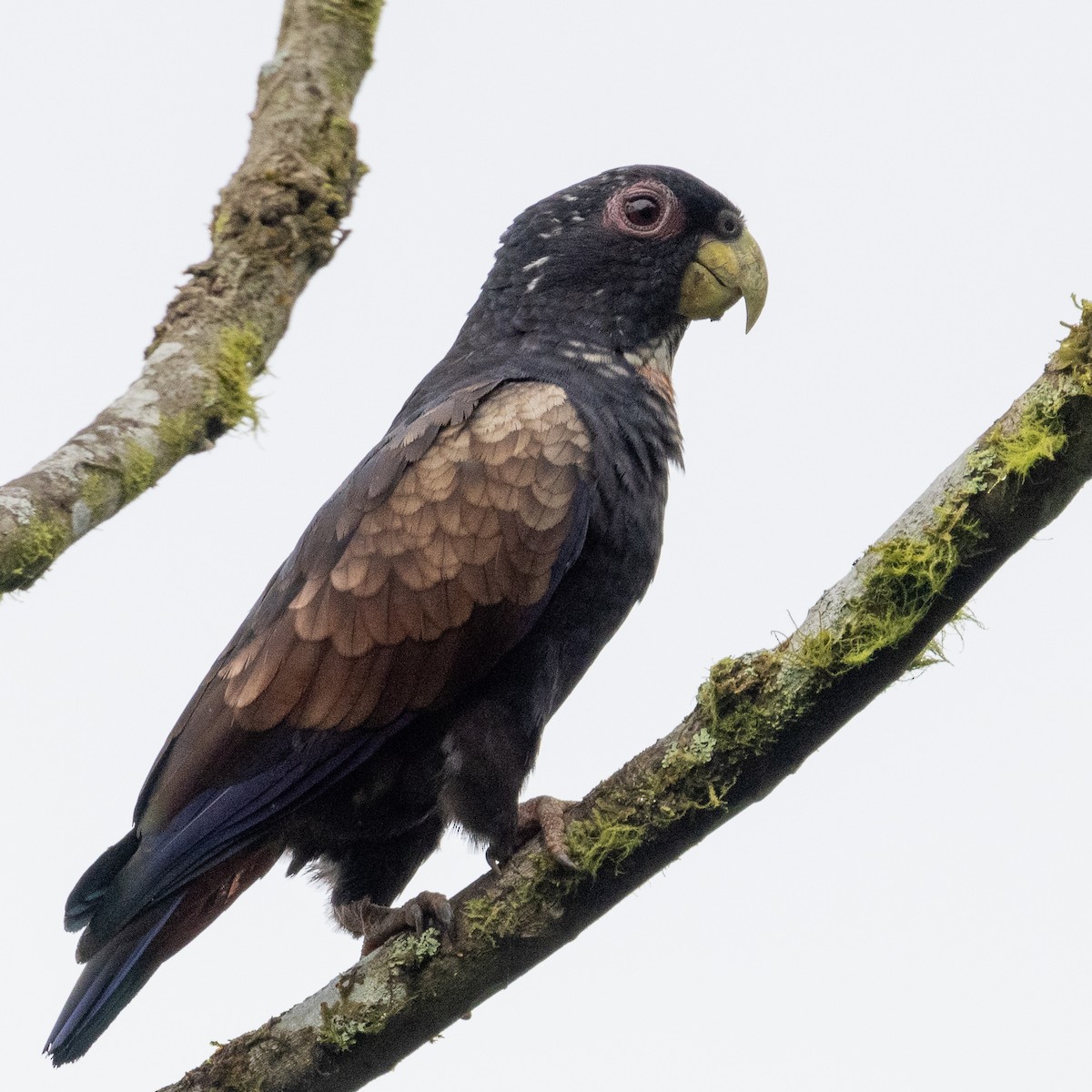 Bronze-winged Parrot - Steve McInnis