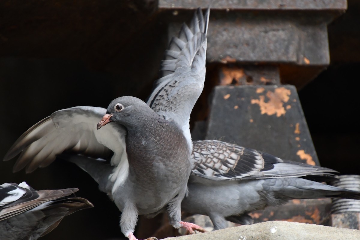 Rock Pigeon (Feral Pigeon) ML358631921