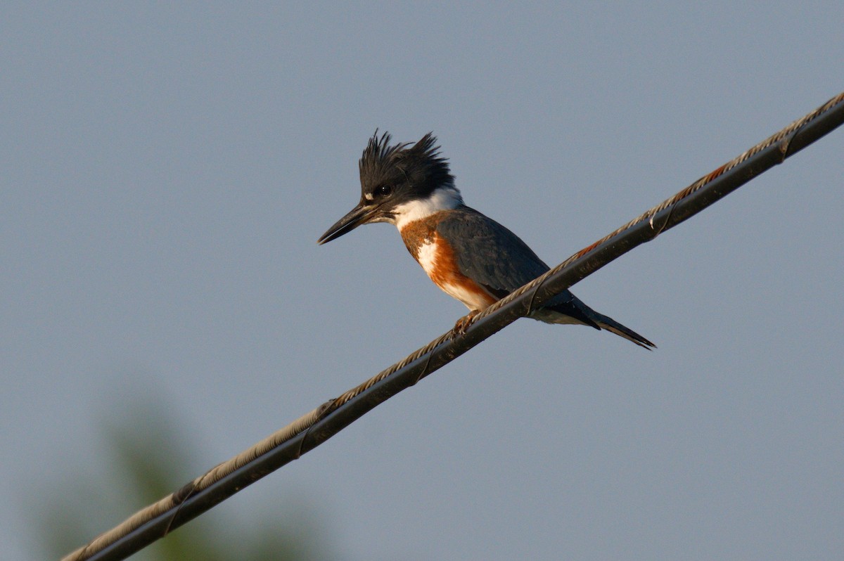 Belted Kingfisher - ML358633121