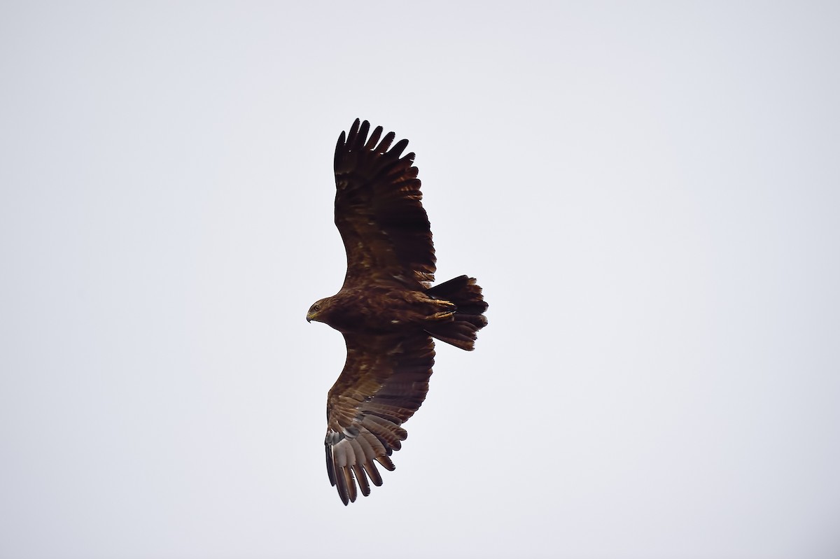 Lesser Spotted Eagle - Ferit Başbuğ