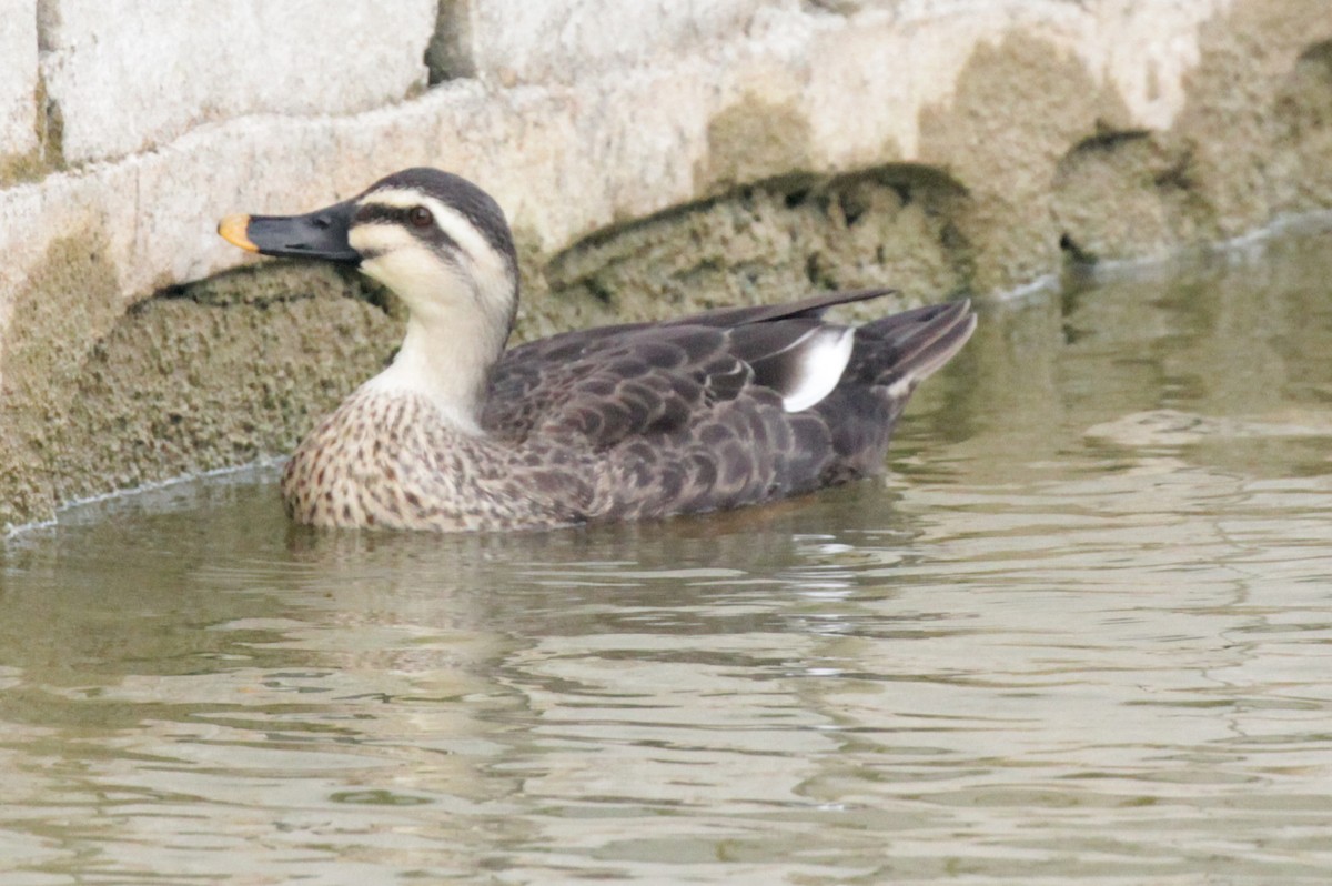 Eastern Spot-billed Duck - Doug Korver