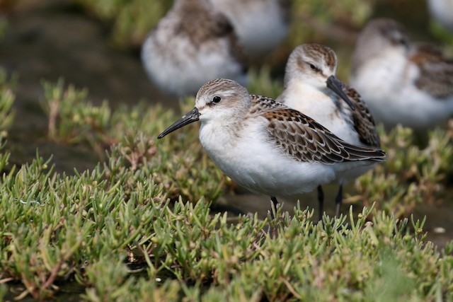 Western Sandpiper at Blackie Spit (Incl. Dunsmuir Farm & Nicomekl estuary) by Dave Beeke