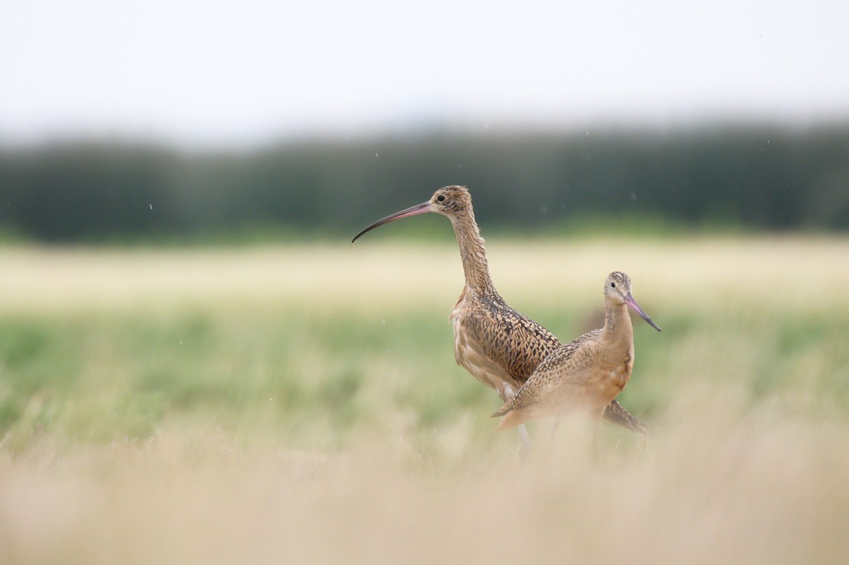 Long-billed Curlew - Cameron Hunter