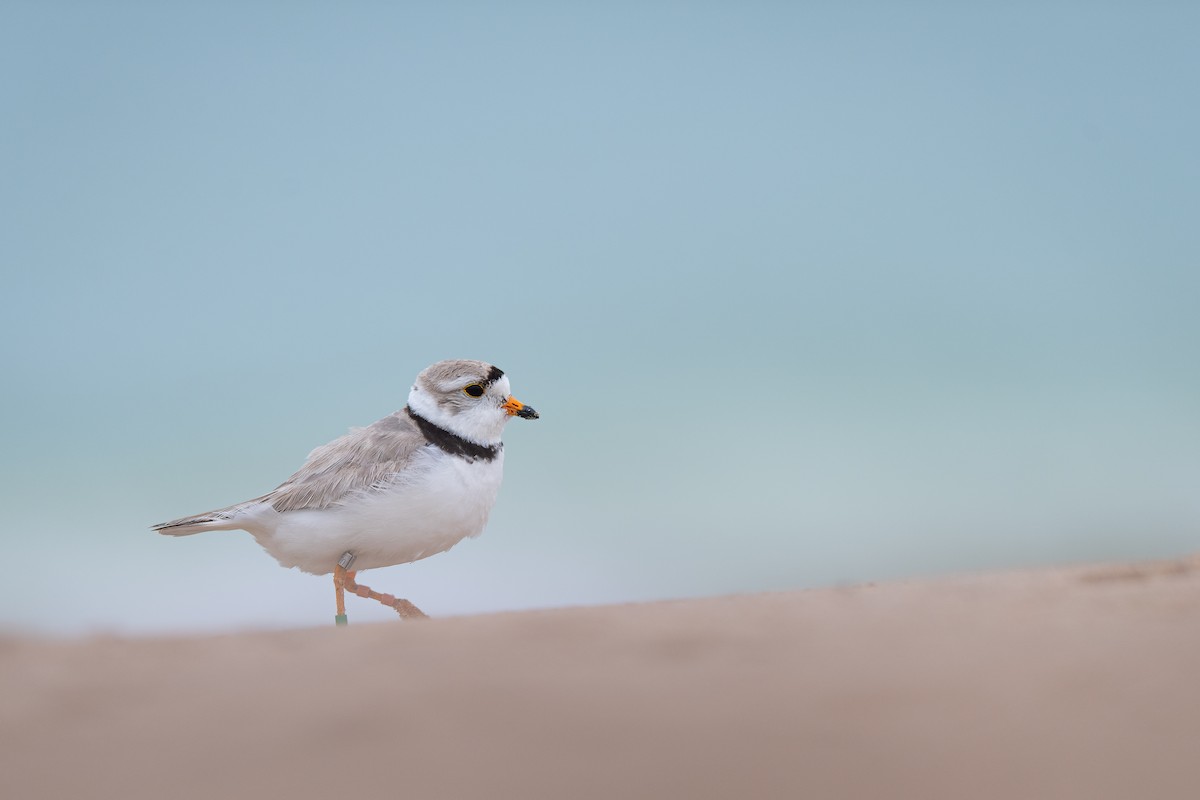Piping Plover - ML358655331