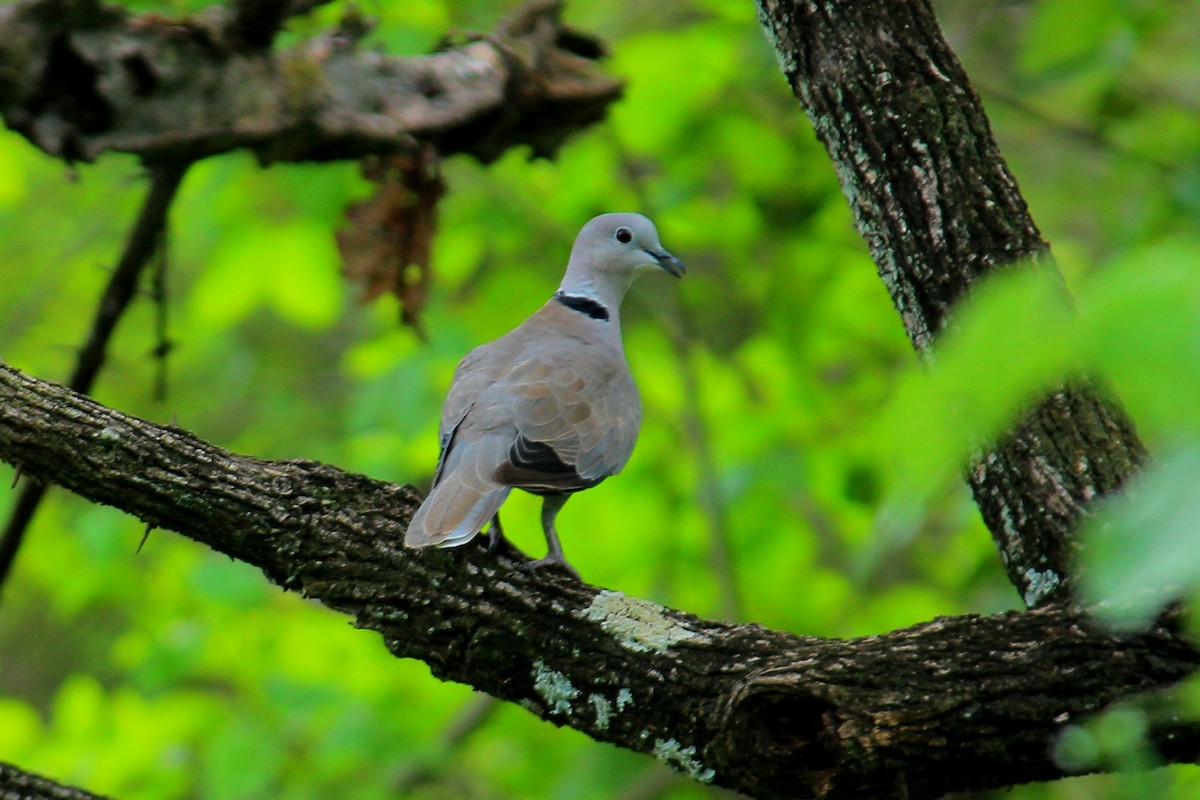 Eurasian Collared-Dove - kuttettan munnar