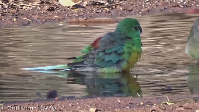 Red-rumped Parrot - ML358655901