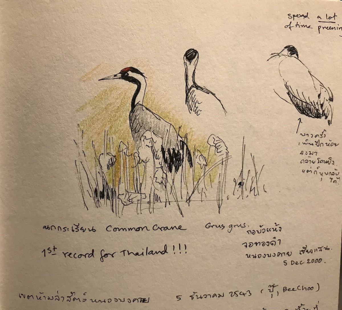 Common Crane - Rungsrit Kanjanavanit