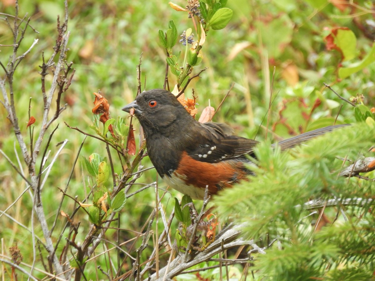 Spotted Towhee - ML358660891