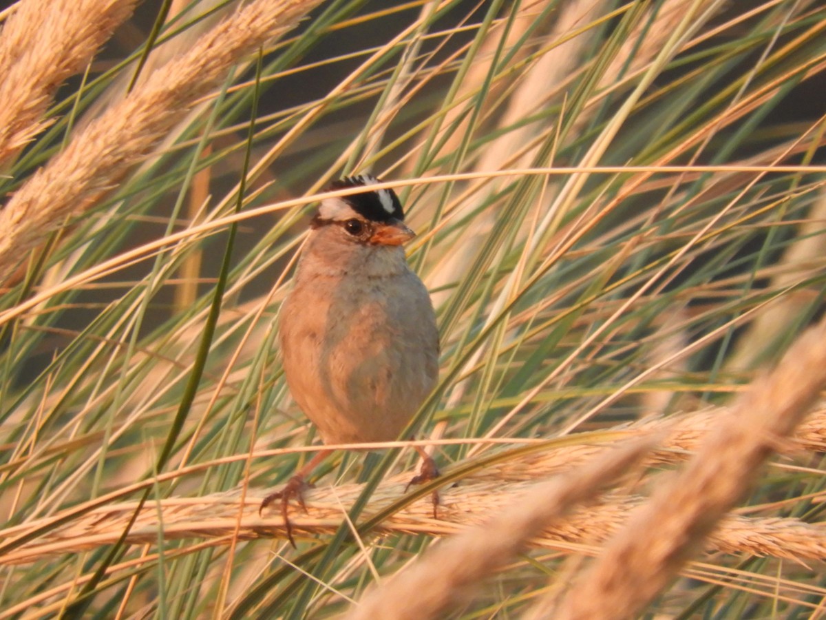 White-crowned Sparrow - ML358661141