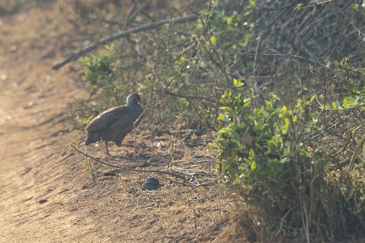 Red-necked Spurfowl (Cranch's) - Niall D Perrins