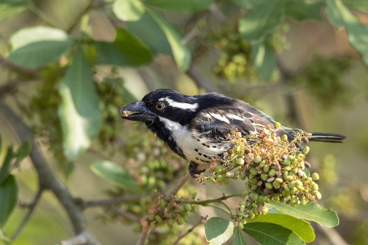 Spot-flanked Barbet - Niall D Perrins
