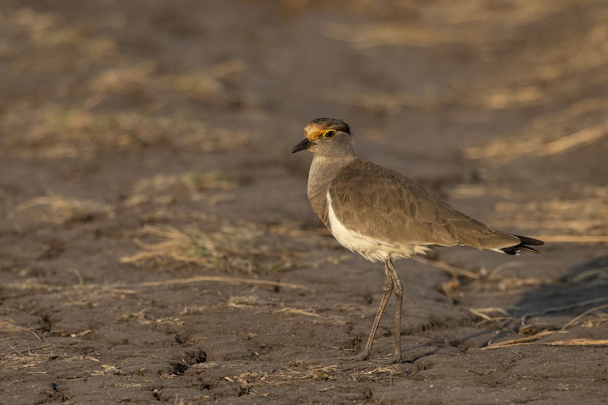 Brown-chested Lapwing - ML358666411