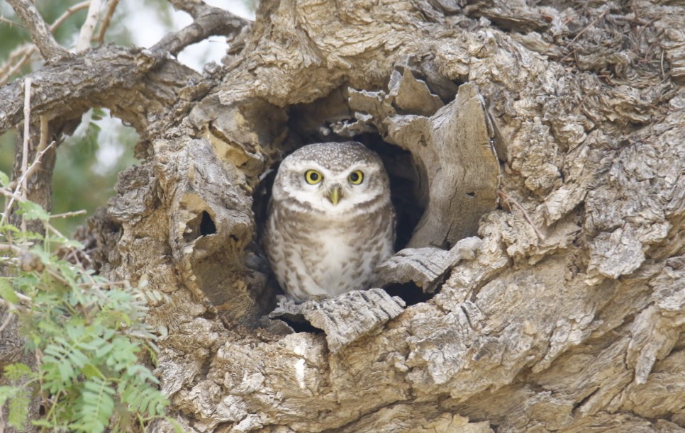 Spotted Owlet - Pragnesh Patel
