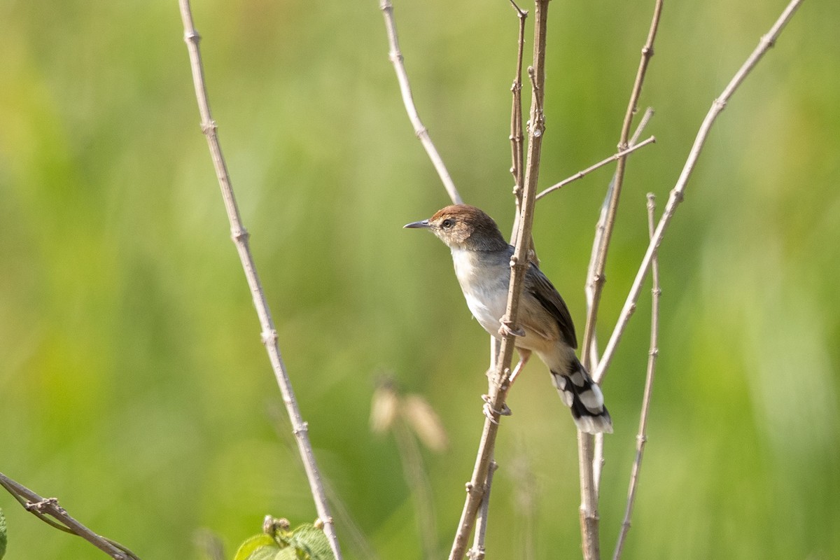 Carruthers's Cisticola - ML358666981