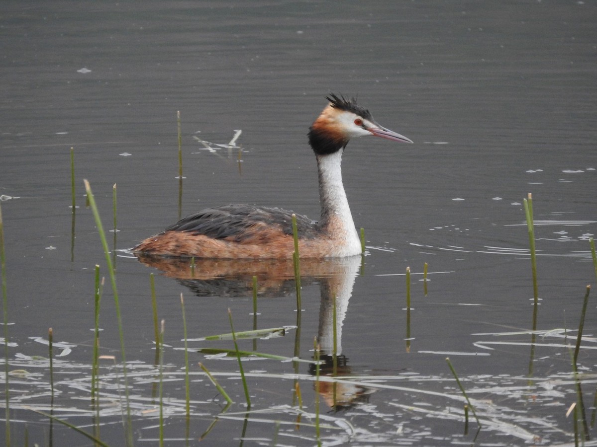 Great Crested Grebe - ML358671041