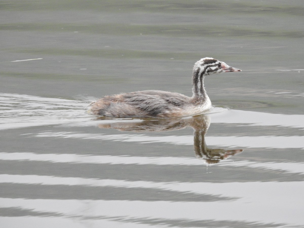 Great Crested Grebe - ML358671051