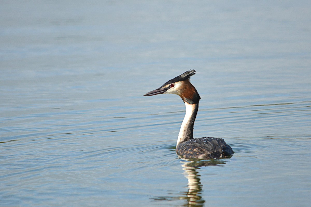 Great Crested Grebe - ML358673441