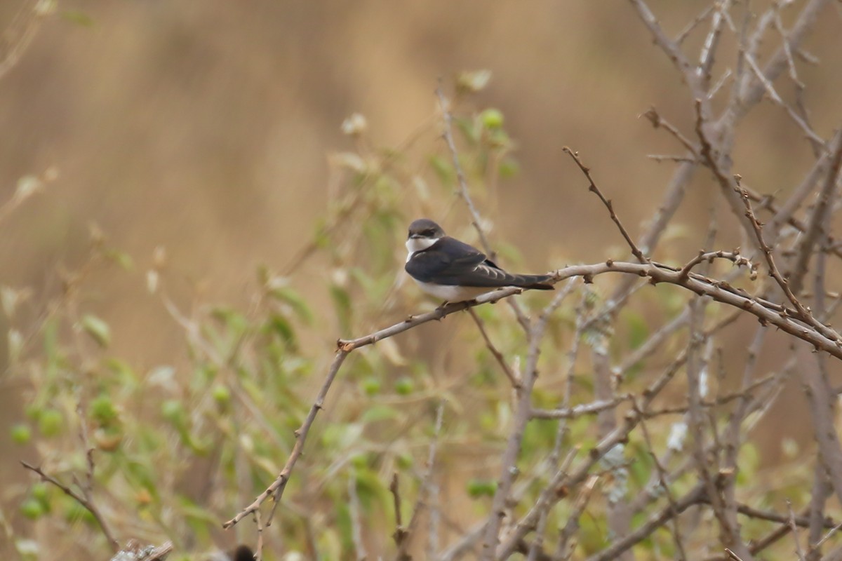 White-tailed Swallow - ML358677541