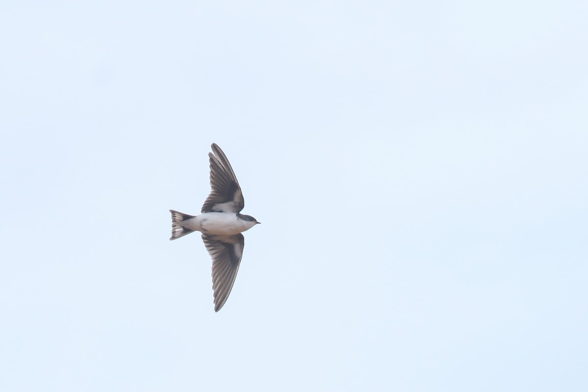 White-tailed Swallow - Fikret Ataşalan