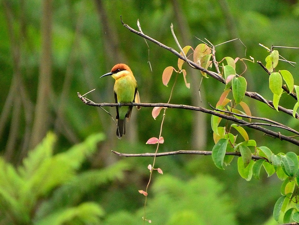Chestnut-headed Bee-eater - krishna kumar