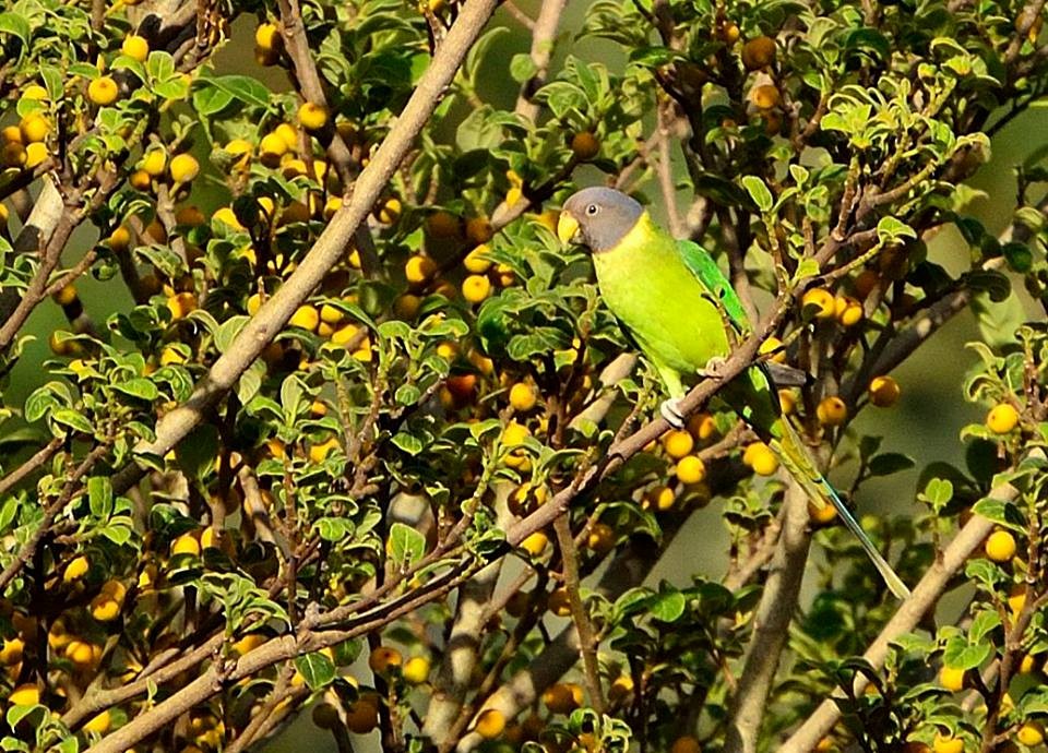 Plum-headed Parakeet - krishna kumar