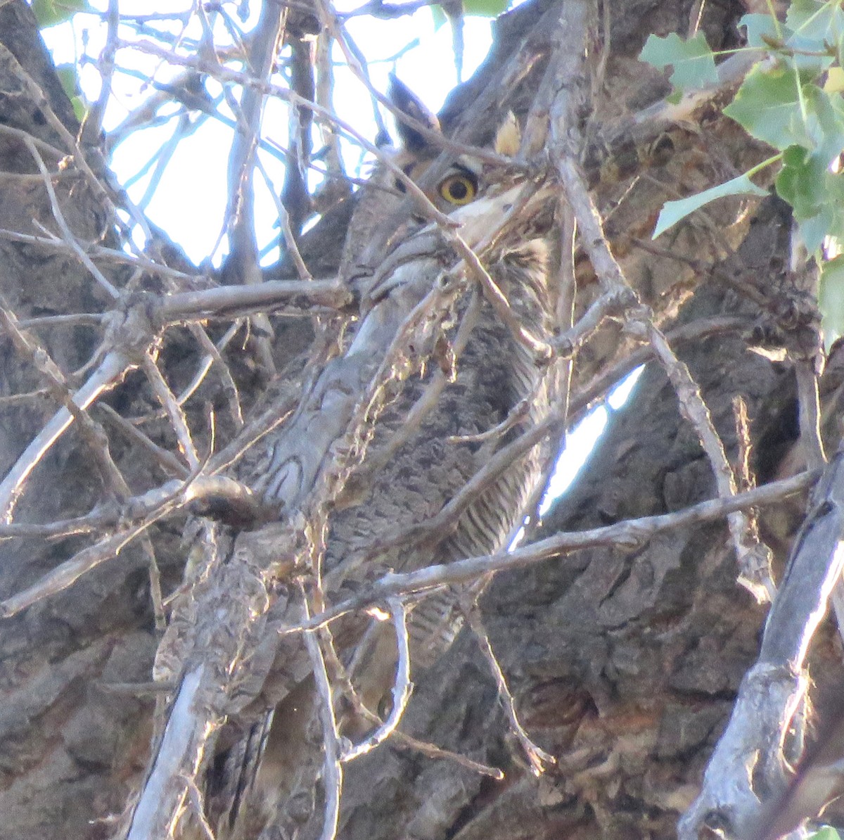 Great Horned Owl - ML35867991