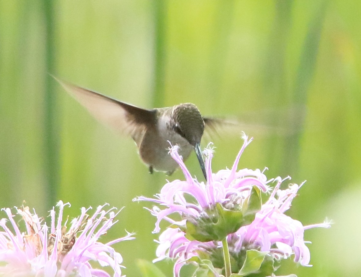 Ruby-throated Hummingbird - Phil Mills