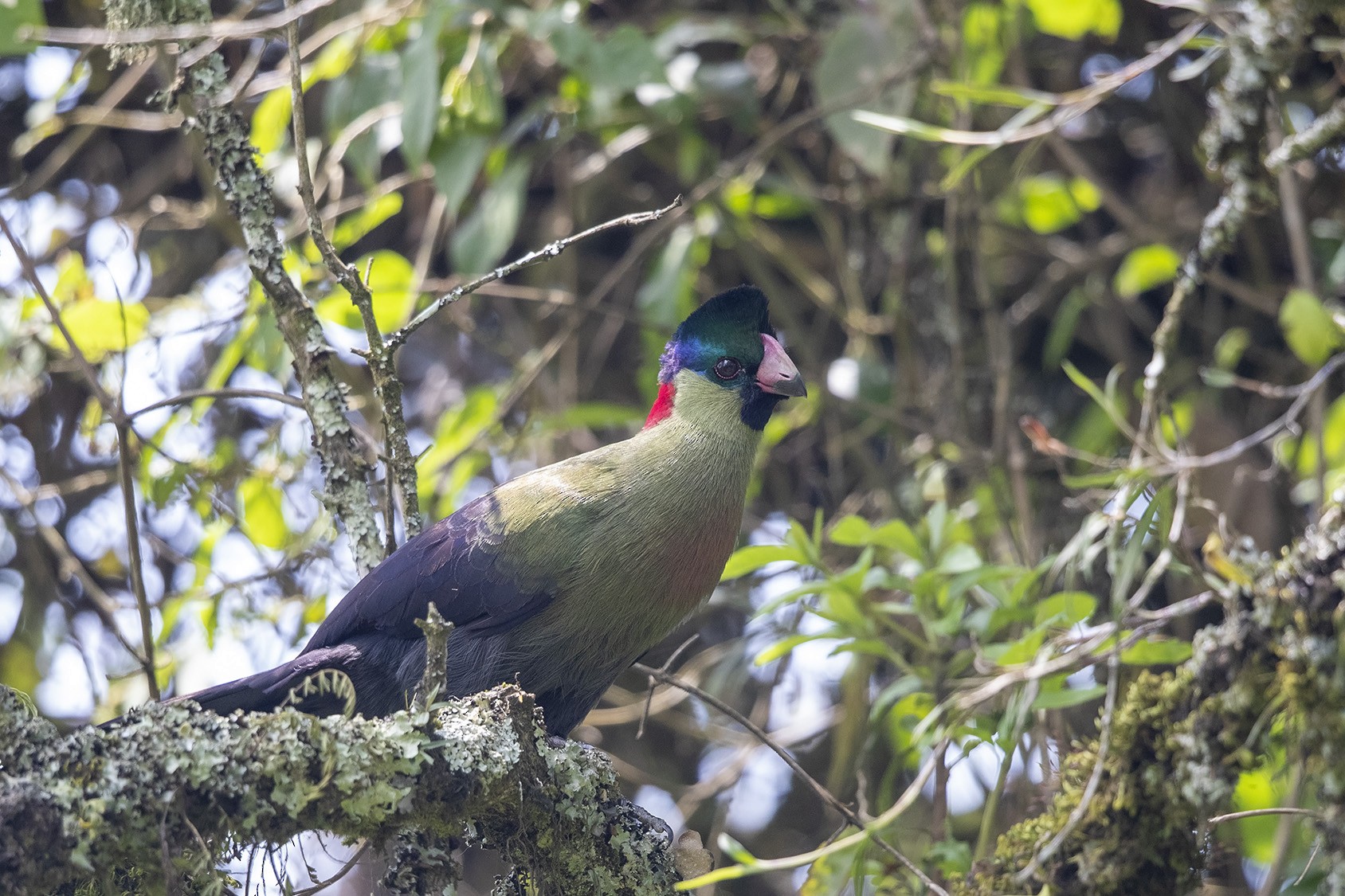 Rwenzori Turaco (Kivu) - eBird