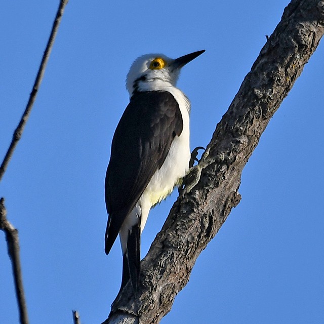 White Woodpecker - ML358690101