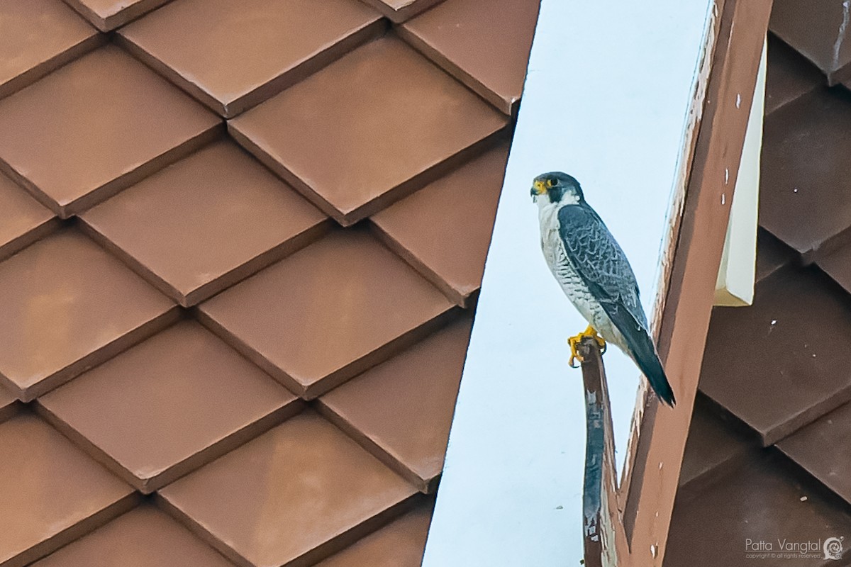 Peregrine Falcon (Eurasian) - ML358692361