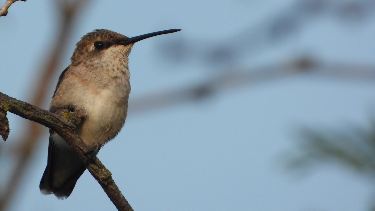 Ruby-throated/Black-chinned Hummingbird - Kevin Long