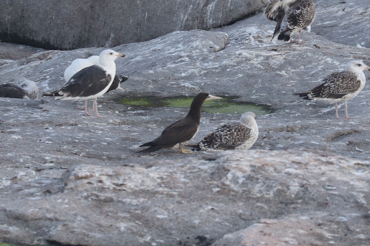 Brown Booby - ML358710611