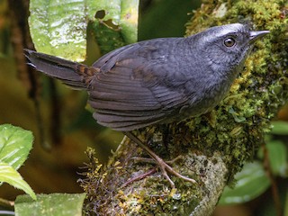  - Silvery-fronted Tapaculo