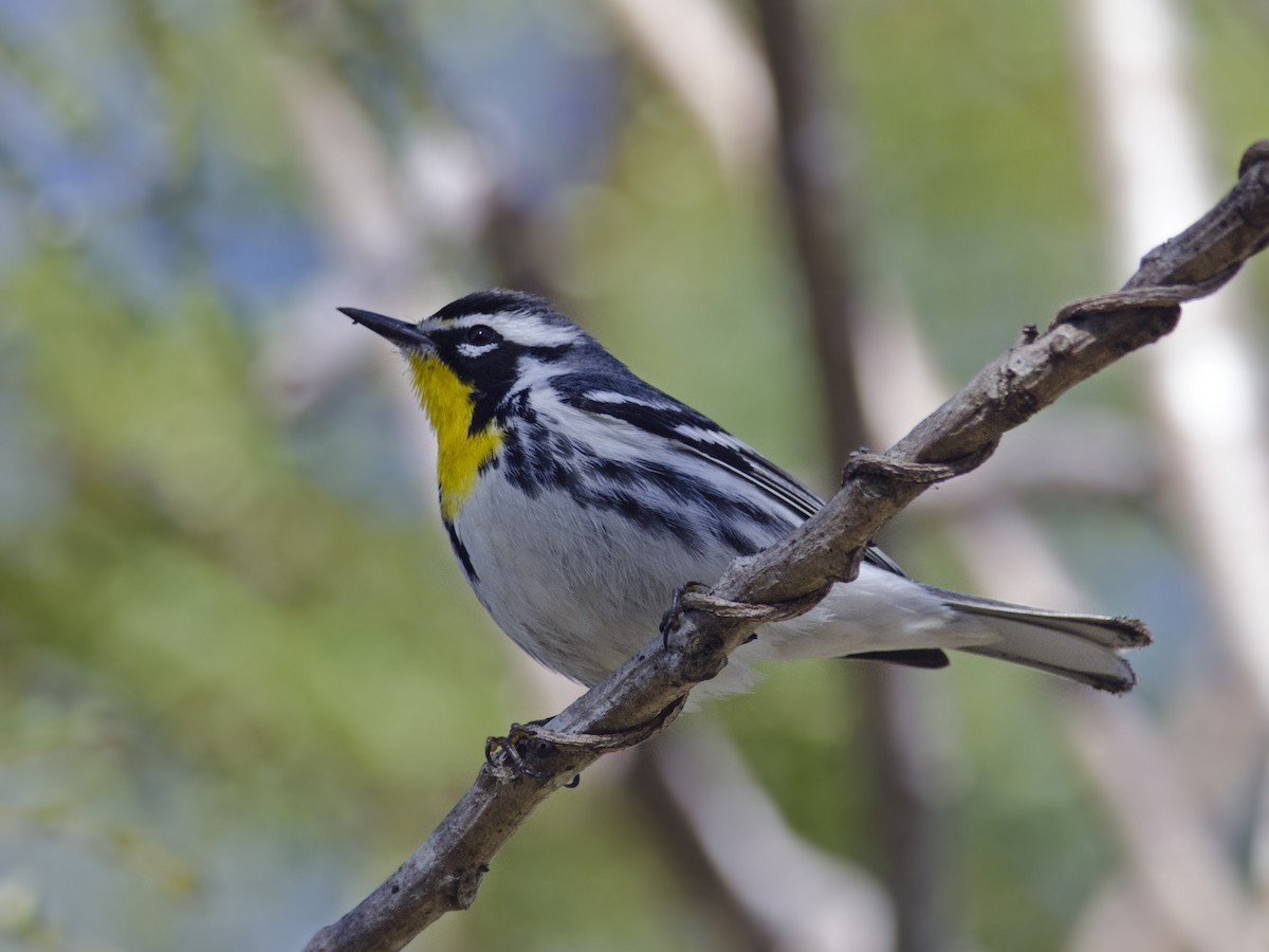 Yellow-throated Warbler - Joshua Vandermeulen