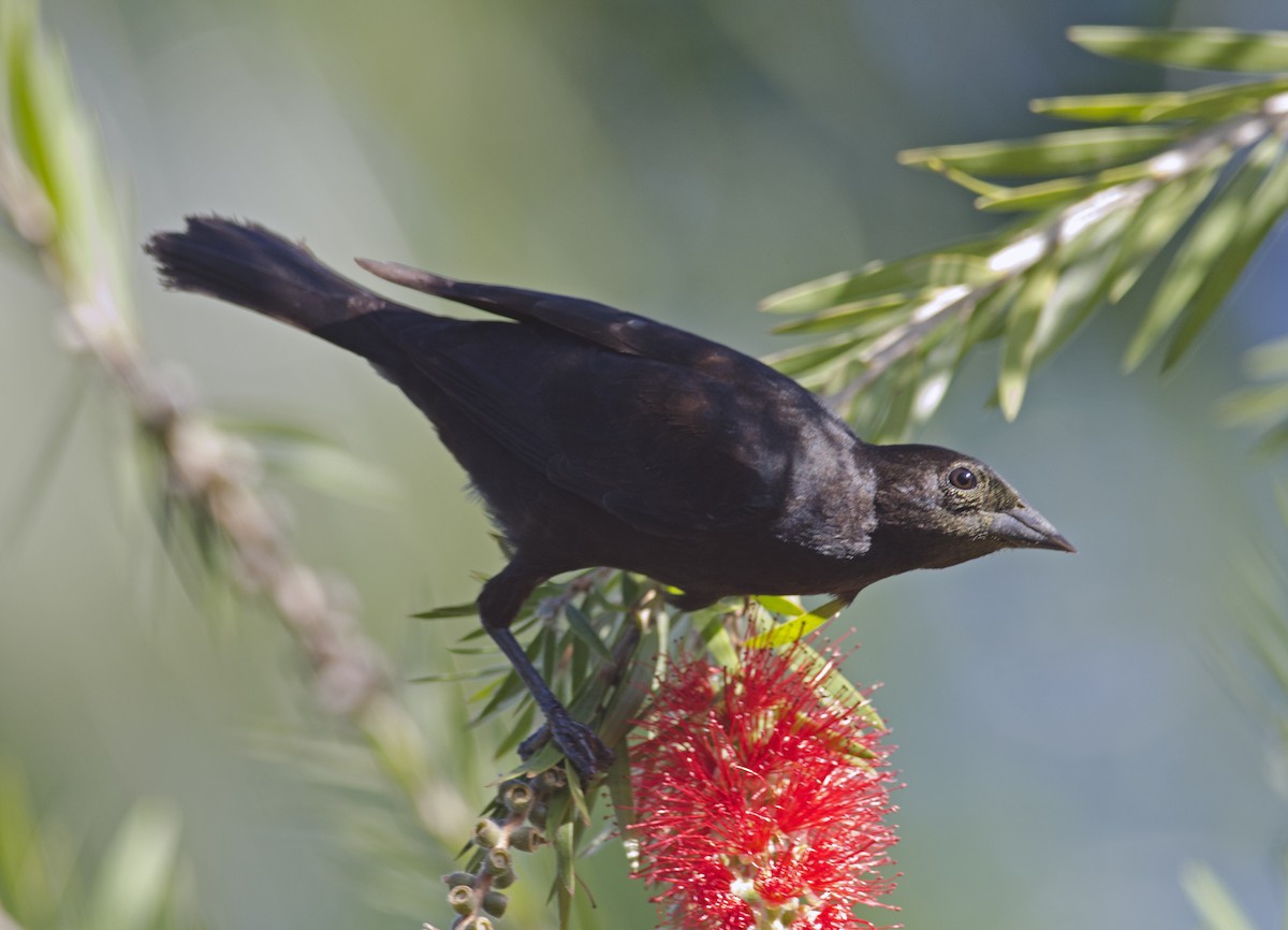 Tawny-shouldered Blackbird - ML35872011