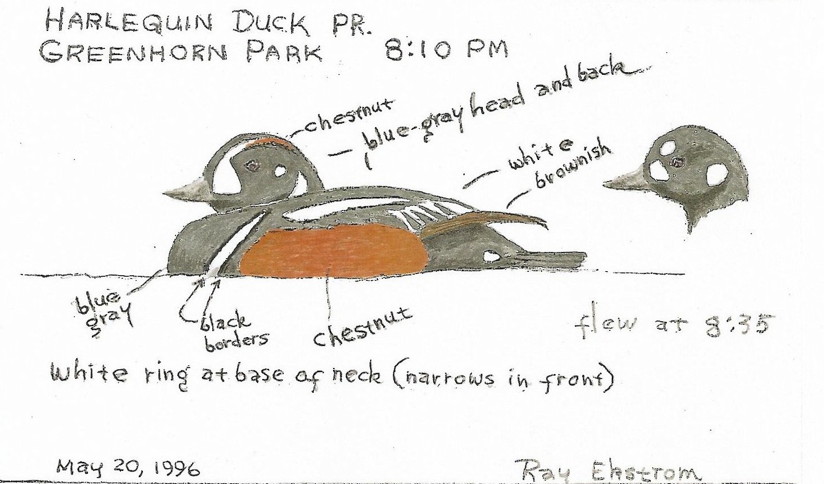Harlequin Duck - Ray Ekstrom