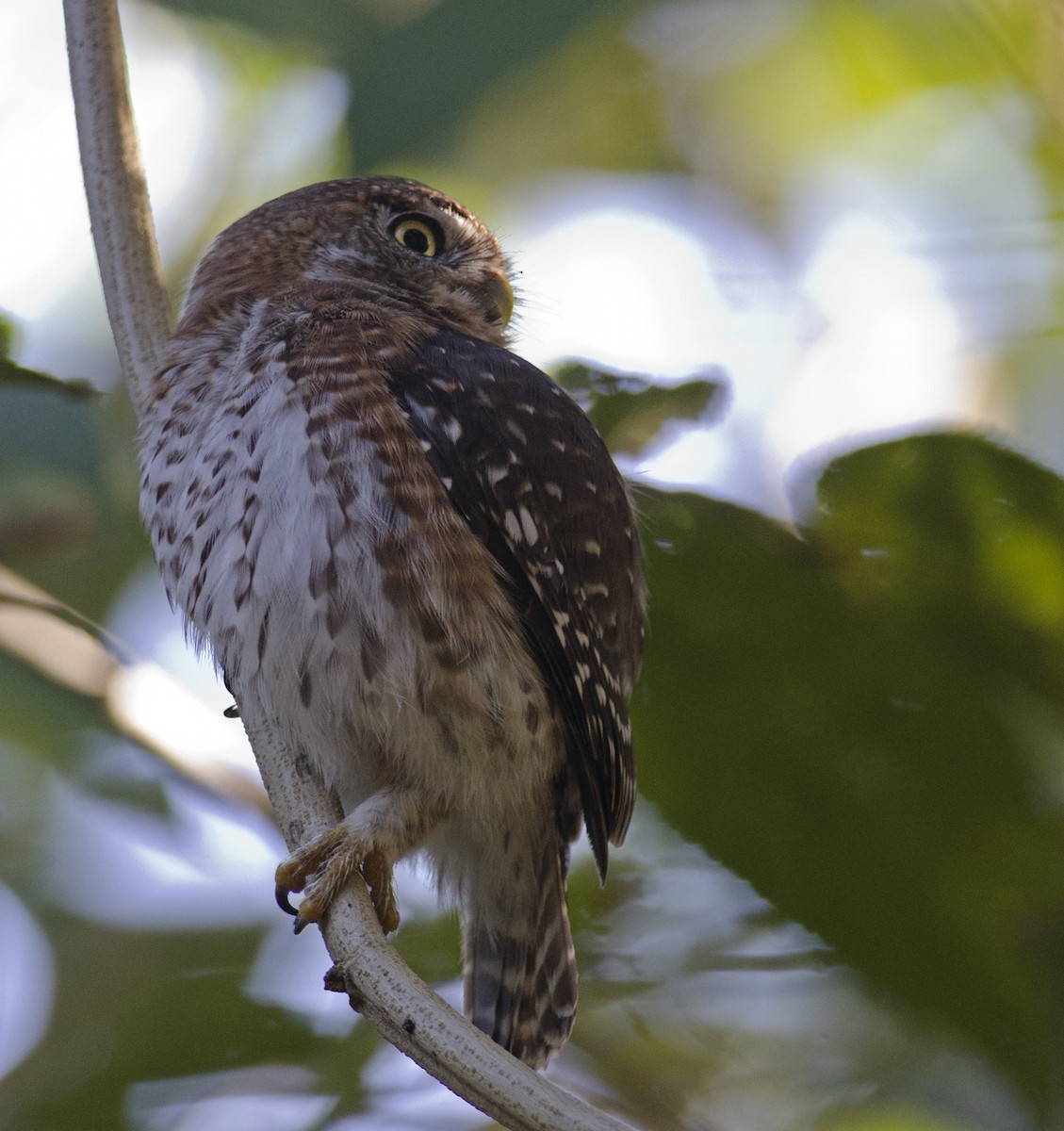 Cuban Pygmy-Owl - ML35872411